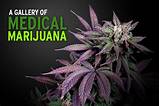 Michigan Medical Marijuana Program