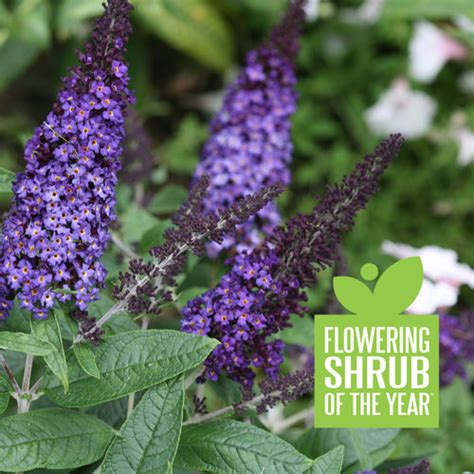 Pugster Blue Butterfly Bush Proven Winners Clinton Nurseries