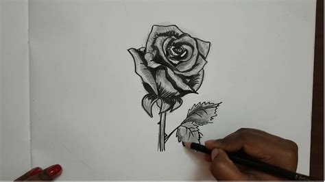 How To Draw Realistic Rose Flowerstep By Step Rose Pencil Drawing