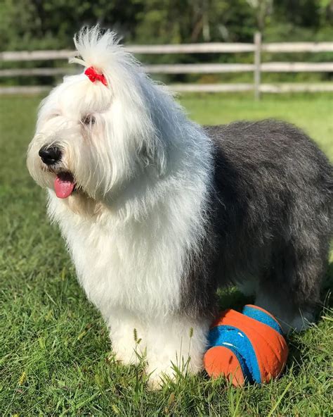 Interesting Facts About Old English Sheepdogs The Paws