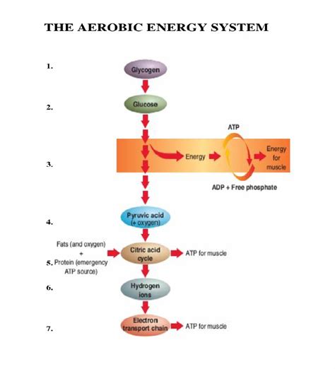 They also add fiber to the body which helps in the. Fatigue, Part 4 - The Aerobic Energy System - Complete ...