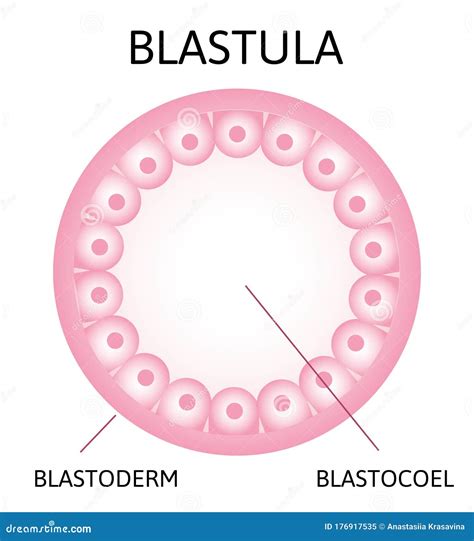 Blastula Stock Illustrations 34 Blastula Stock Illustrations Vectors