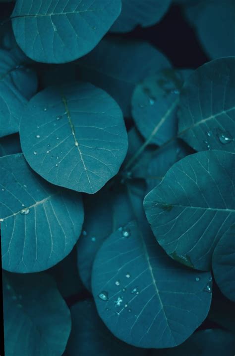 25 best aesthetic teal flower wallpaper you can download it for free aesthetic arena