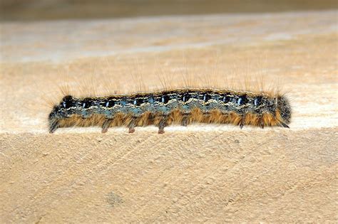 Eastern Tent Caterpillar Moth Malacosoma Americana Flickr