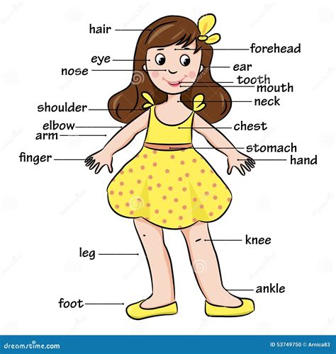 Cartoon Child Vocabulary Of Body Parts Stock Vector Image 53749750