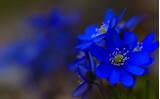 Blue Boa Flower Images