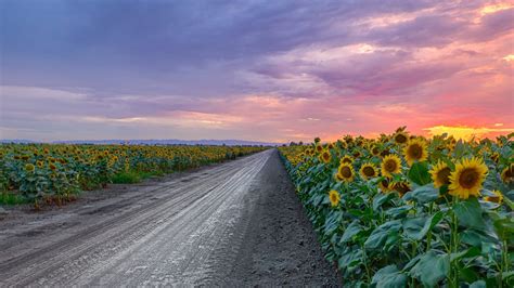 Dirt Road Through Sunflower Field
