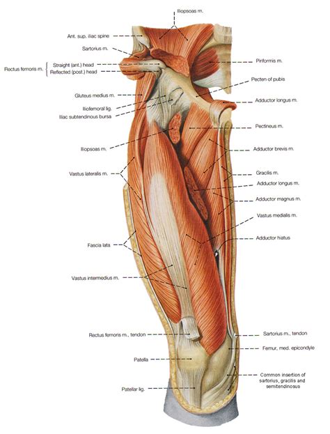 What is the function of quadratus femoris ? Excruciating pain in lower back and hip yoga, leg thigh ...