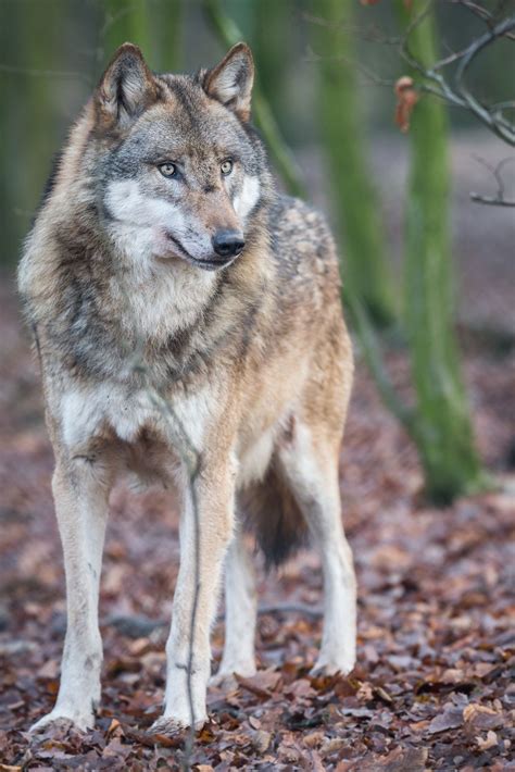 Is That Santa Over There Wolf Photos Eurasian Wolf