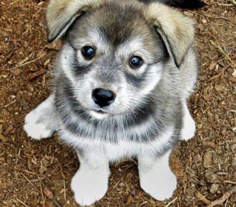 Whether or not you plan on competing in dog sports and events, it's critical that all dogs receive basic training, from how to walk well on leash to being comfortable with strangers. Hug Dog Breed (Husky Pug Mix) Info, Facts, Training ...