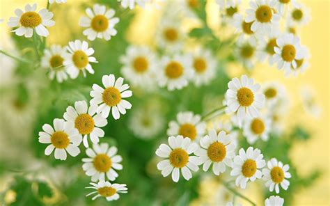 1920x1200 1920x1200 Chamomile Wallpaper Hd Coolwallpapersme
