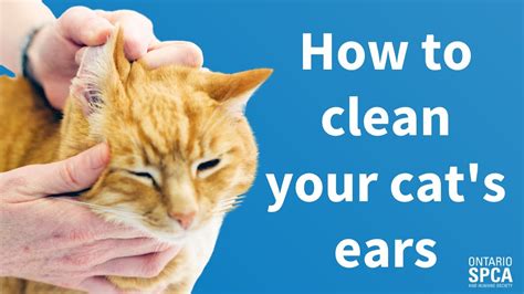 Pet Tips How To Clean Your Cats Ears Youtube