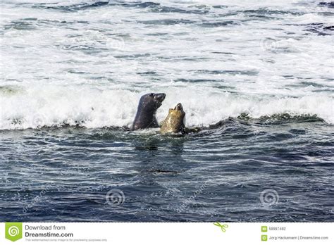 Sea Lions Fight In The Waves Of The Ocean Stock Photo Image Of