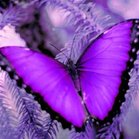 Lupus1 Butterfly And Purple