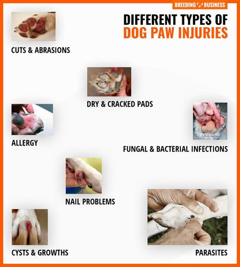 Dog Paw Injuries Different Types Infections Treatments And