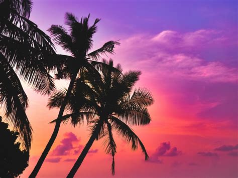 Wallpaper Tropical Island Beach Pink Sky Sunset Palms Desktop