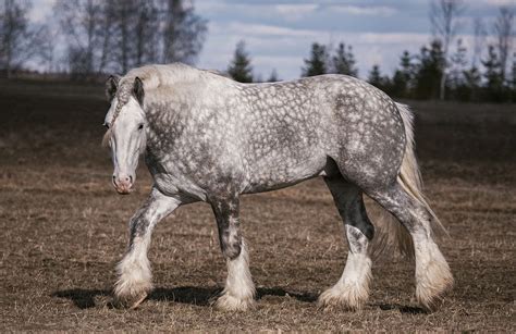 11 Draft Horse Breeds Commonly Used For Work With Pictures Pet Keen