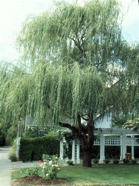 Check spelling or type a new query. Salix Alba Tristis Wikipedia : File Salix Alba Tristis 02 ...