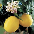 Citrus limon – GLISSANDO Garden Center