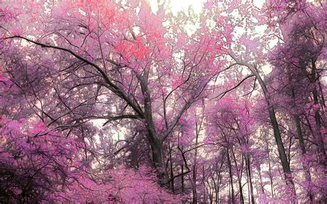 Hd Wallpaper Magnificent Pink Forest Leaves Mist Nature And