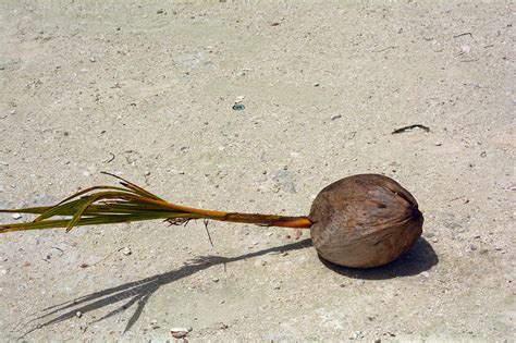 Coconut Sprouting Stock Image C0403552 Science Photo Library