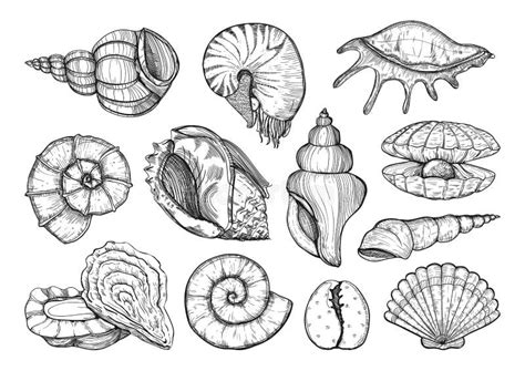 Seashells Vector Set In Sketch Style Sea Shell Isolated Sketch Drawing