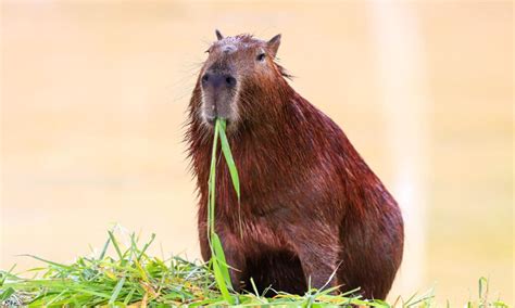 Capybara Size How Much Do Capybaras Weigh Az Animals