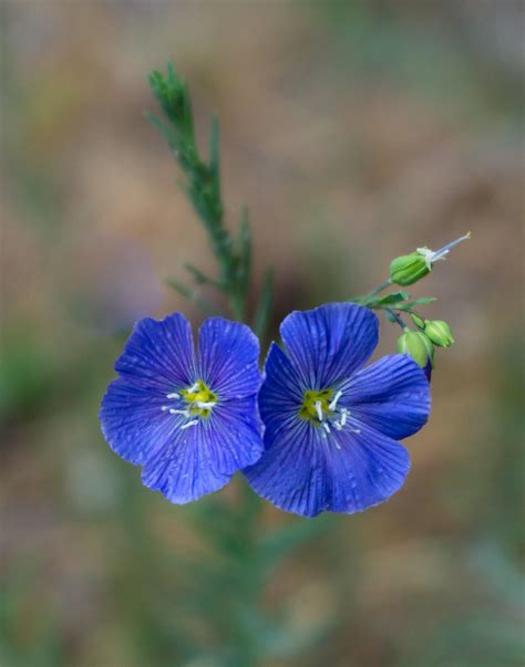 Western Blue Flax Linum Lewisii Taken On The Metolius Ri Flickr