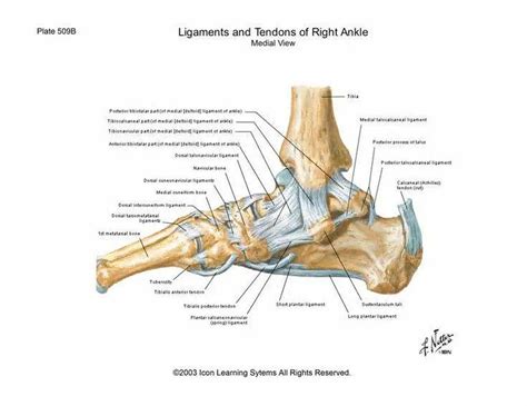 Pictures Of Ankle Joint Ligamentshealthiack