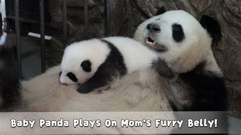 Baby Panda Plays On Moms Furry Belly Ipanda Youtube