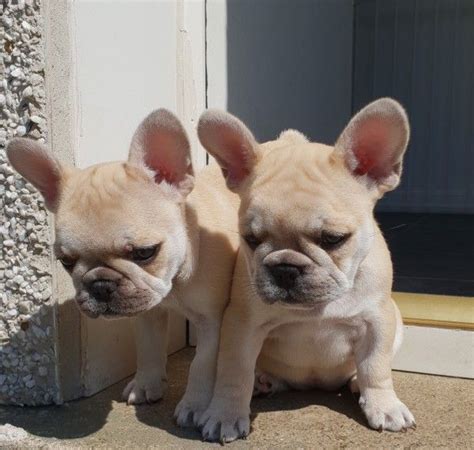 Find all breeds of puppies for sale and dogs for adoption near you in chicago, joliet, springfield, peoria or illinois. French Bulldog Puppies For Sale | Chicago, IL #294526