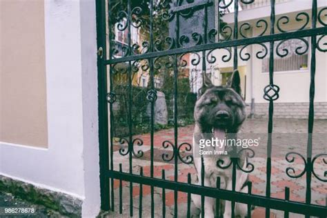 Dog Stuck In House Photos And Premium High Res Pictures Getty Images