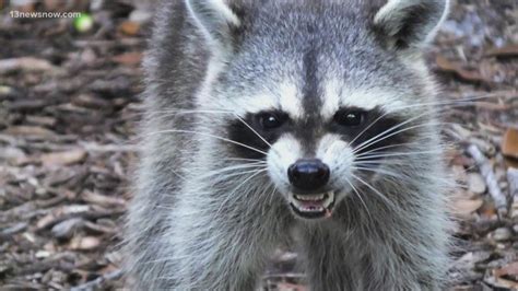 What Do You Do If A Raccoon Attacks Your Dog