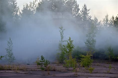 Pine Forest In Dense Fog Stock Photo Image Of Misty 58450658
