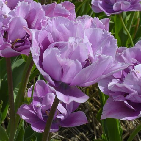 Tulipa Great Barrier Reef Rose Cottage Plants