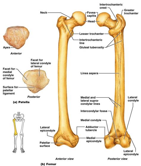 Femur Anatomy Anatomy Picture Reference And Health News Bones