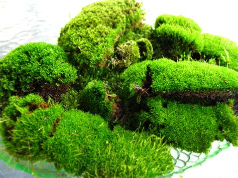 Moss Color For Pillow Types Of Moss Moss Garden Growing Moss