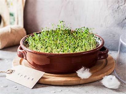 Watercress Cress Growing Grow Lovethegarden Soil Bowl