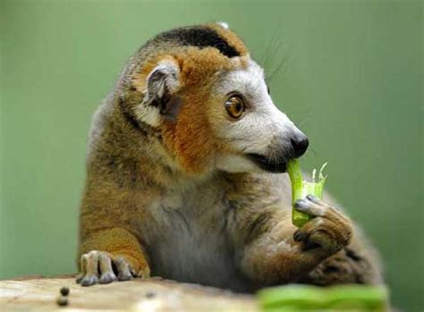 Your Morning Adorable Crowned Lemur Snacks On Celery At