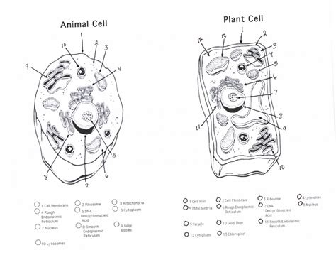 Animal Cell Sketch At Explore Collection Of Animal