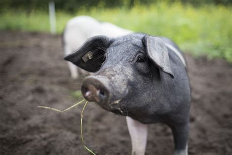Chinese Scientists Make Gmo Pigs For Low Fat Bacon