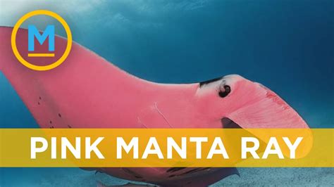 A Rare Pink Manta Ray Was Spotted In Australia Your Morning Youtube