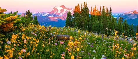 Where And When To See Stunning Flowers And Wildflowers Near Seattle