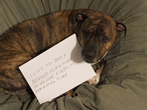 Hide And Go Barf Dog Shaming Heartache What Is Material