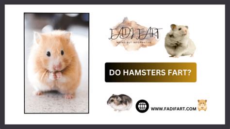 Do Hamsters Fart Everything You Need To Know About Hamster Flatulence