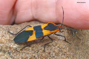Big Black And Orange Bug Oncopeltus Fasciatus Bugguidenet