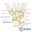 Anatomy 101 Wrist Joints  The Hand Society
