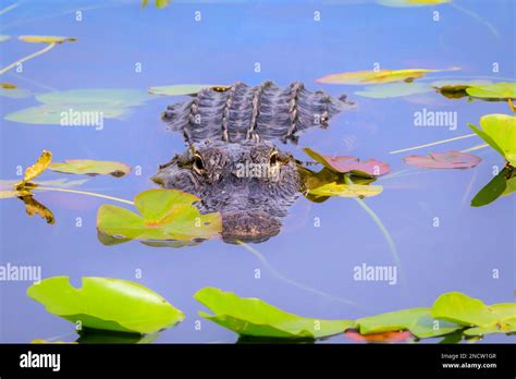 American Alligator Alligator Mississippiensis Hiding In Water Between