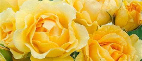 Roses Named For Famous People