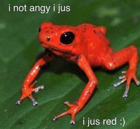 Pin By Aixolotl On Memes In 2020 Frog Meme Cute Memes Stupid Memes